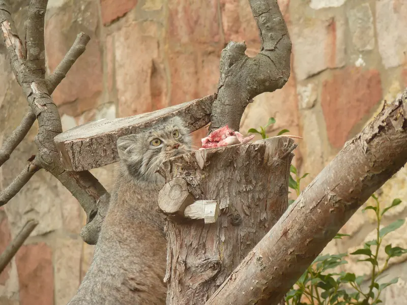 A photograph of Duchess in Edinburgh Zoo