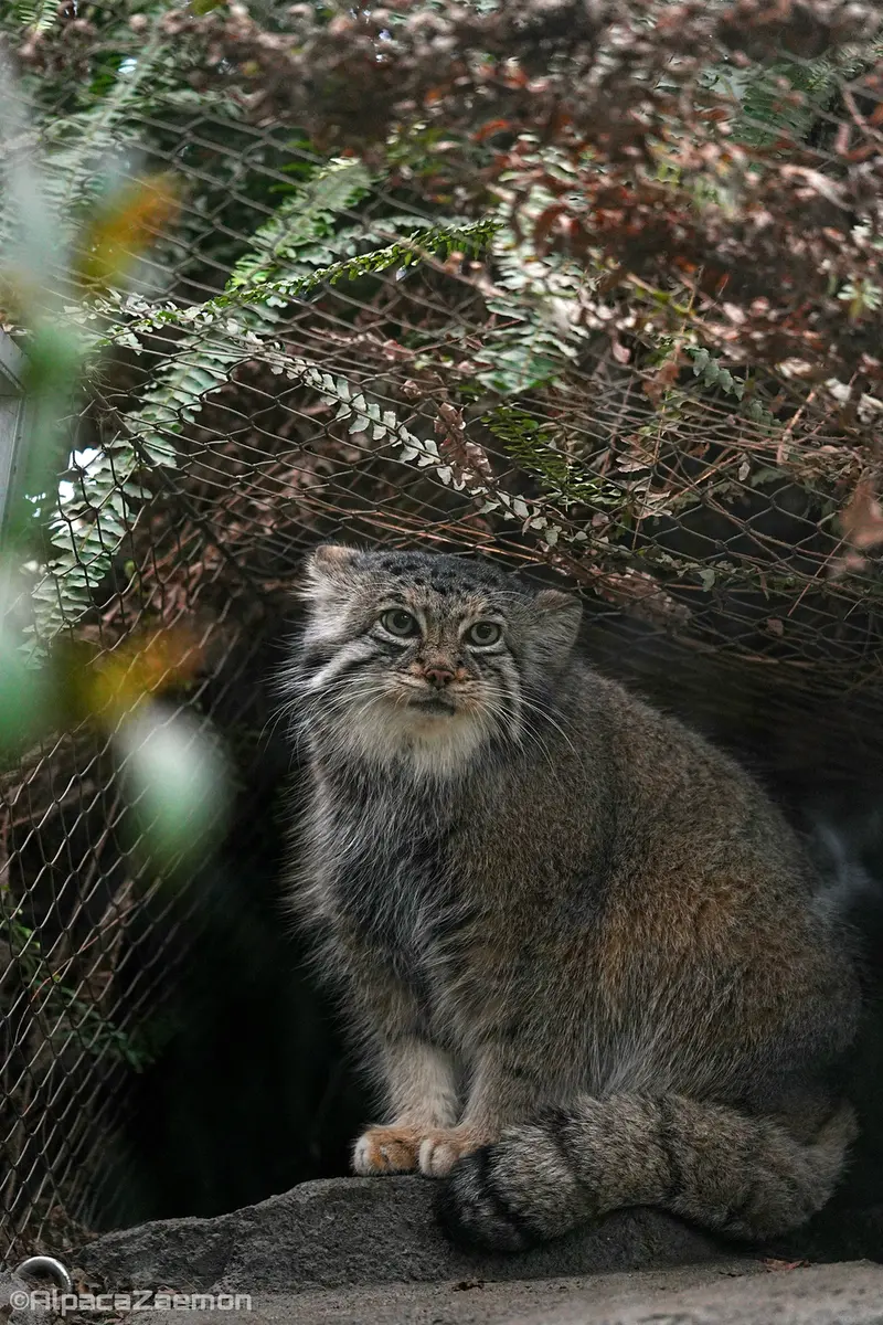A photograph of Az in Kobe Animal Kingdom
