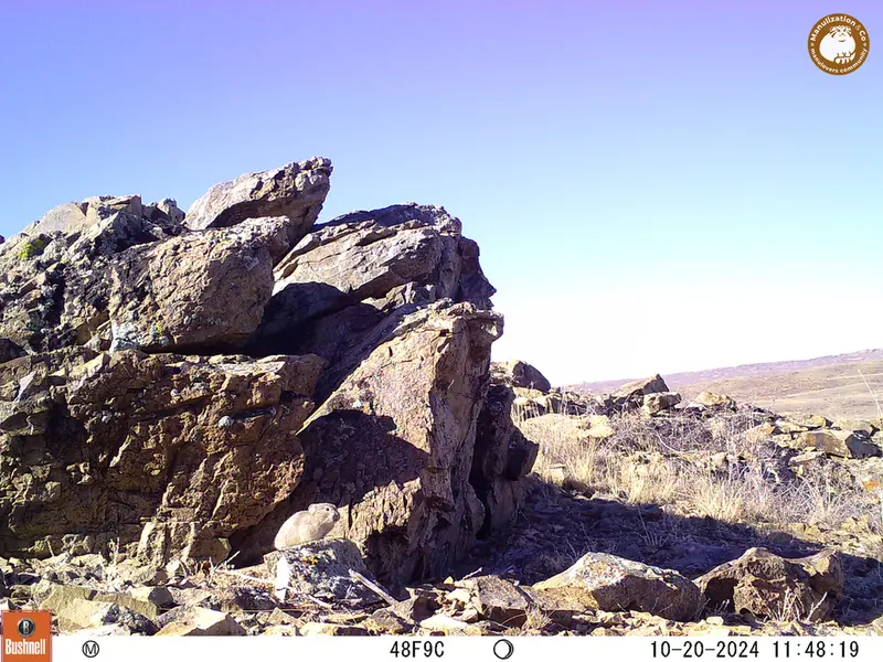 A photograph of Pika from Karashoky camera trap
