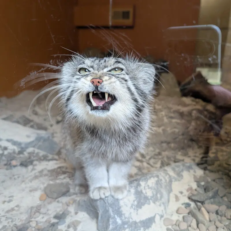 A photograph of Akiko in Edinburgh Zoo