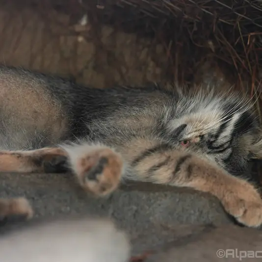 A photograph of Oto in Kobe Animal Kingdom