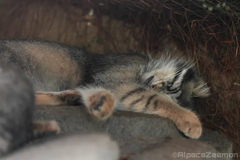 A photograph of Oto in Kobe Animal Kingdom