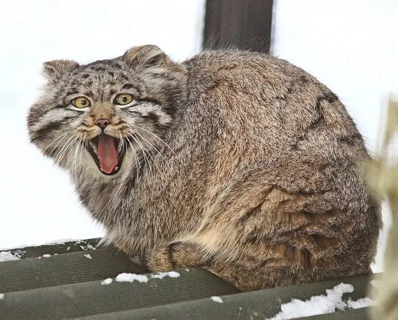 A photograph of Grey in Novosibirsk Zoo