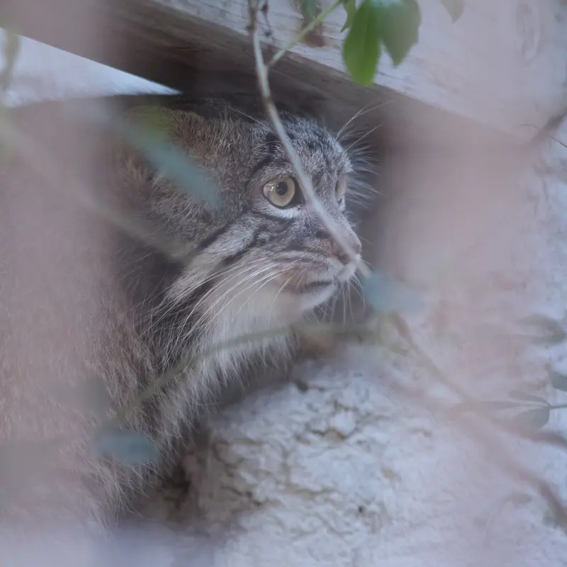 A photograph of Figa in Nogeyama Zoo