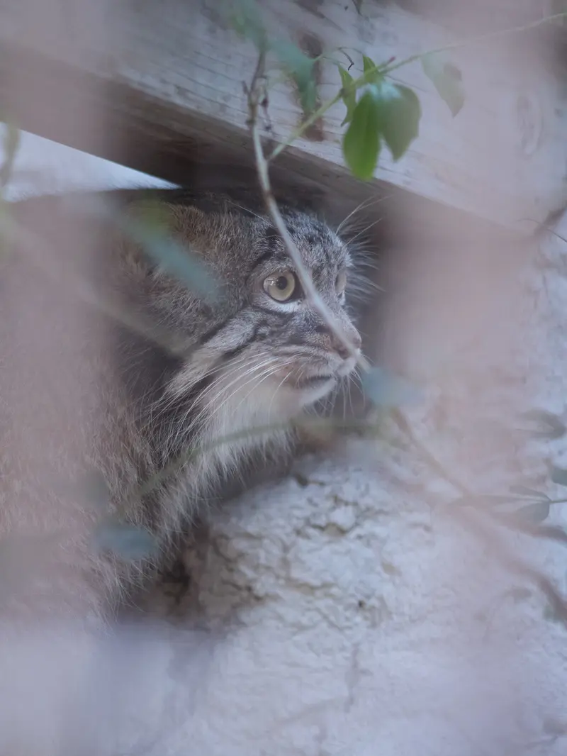 A photograph of Figa in Nogeyama Zoo