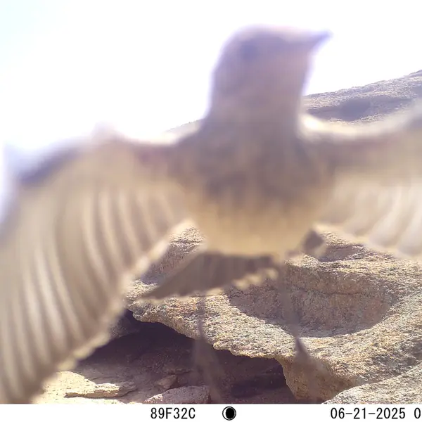 A photograph of a Pallas's cat from Bektauata 1 camera trap