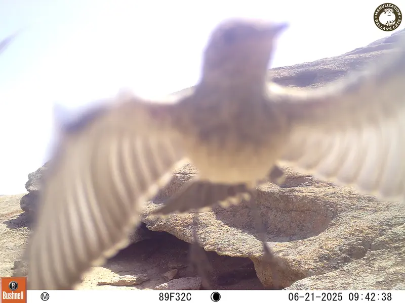 A photograph of a Pallas's cat from Bektauata 1 camera trap