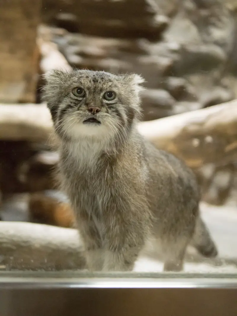 A photograph of Klyon in Ueno Zoological Gardens