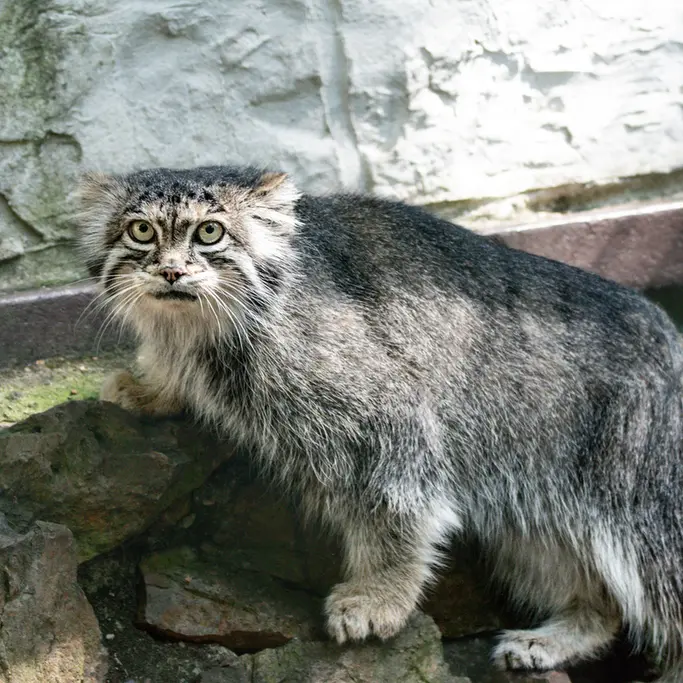 A photograph of Siberian girl in Chomutov Zoo
