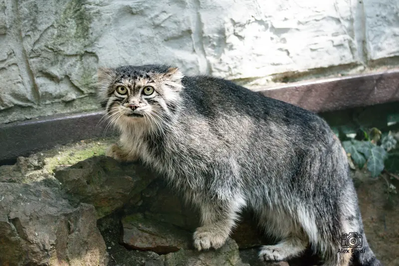 A photograph of Siberian girl in Chomutov Zoo