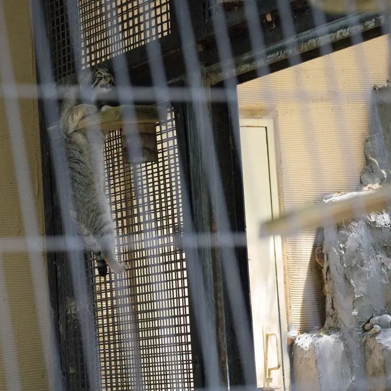 A photograph of Hide in Asahiyama Zoo