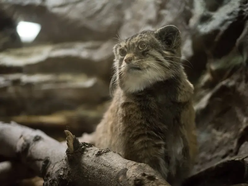 A photograph of Primula in Ueno Zoological Gardens