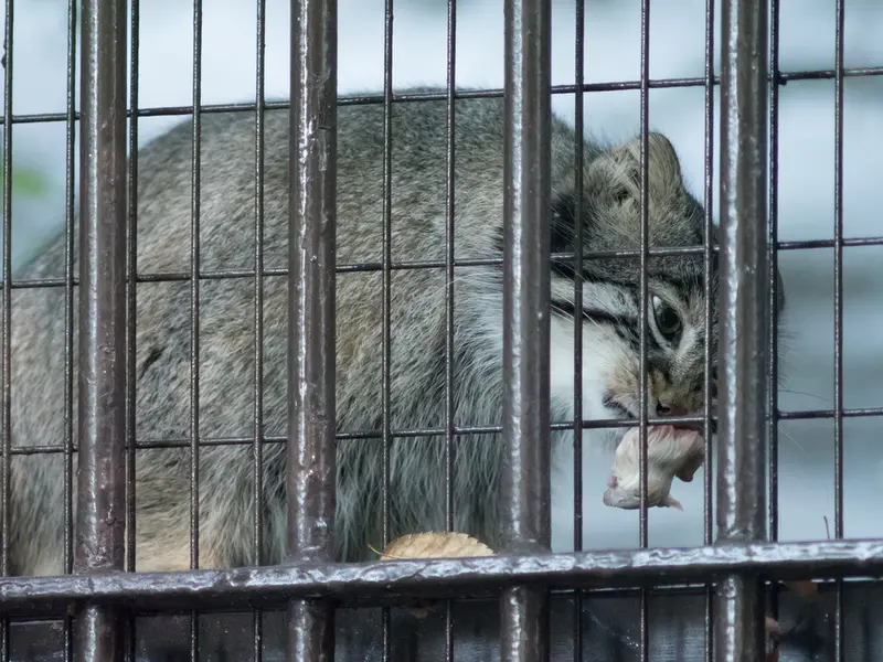 A photograph of Figa in Nogeyama Zoo
