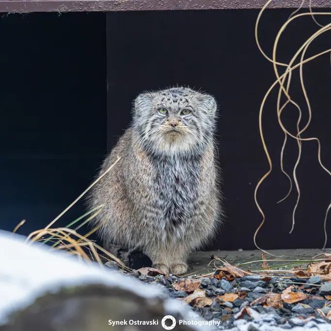 A photograph of Moira in Ostrava Zoo