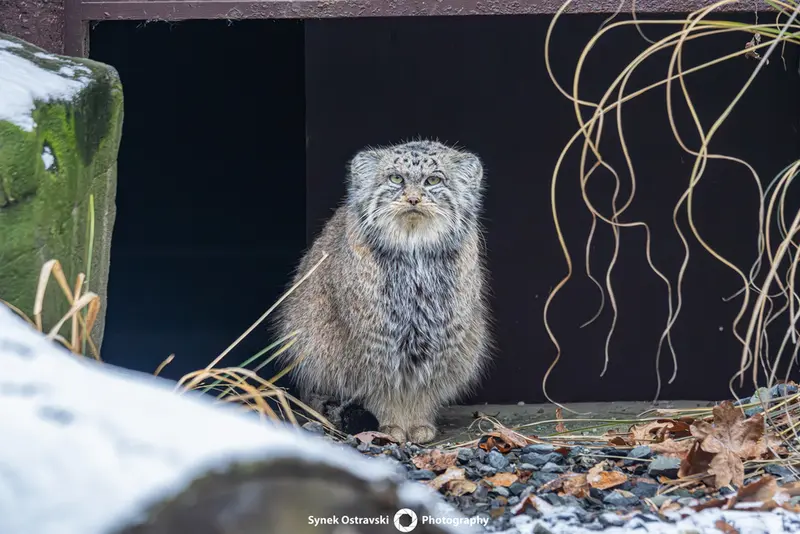 A photograph of Moira in Ostrava Zoo