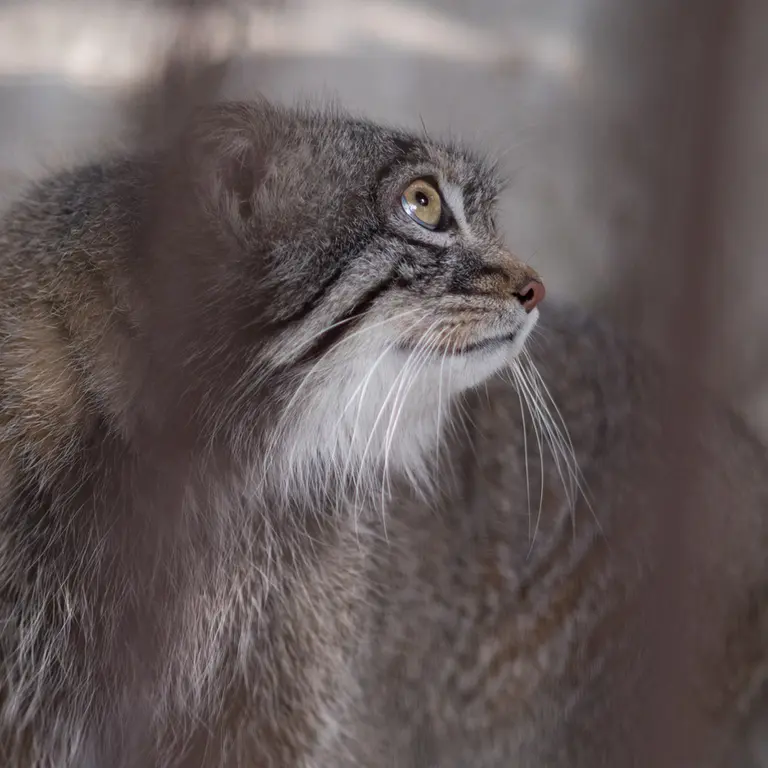 A photograph of Figa in Nogeyama Zoo
