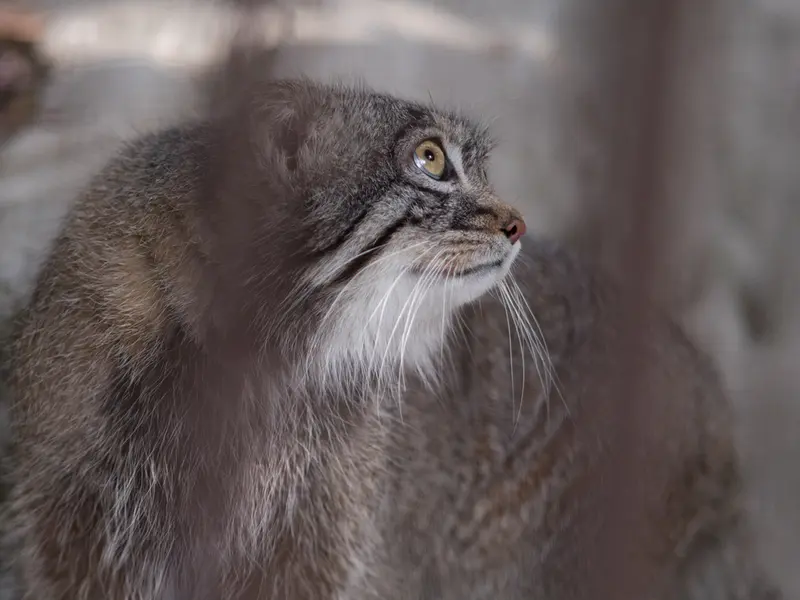 A photograph of Figa in Nogeyama Zoo