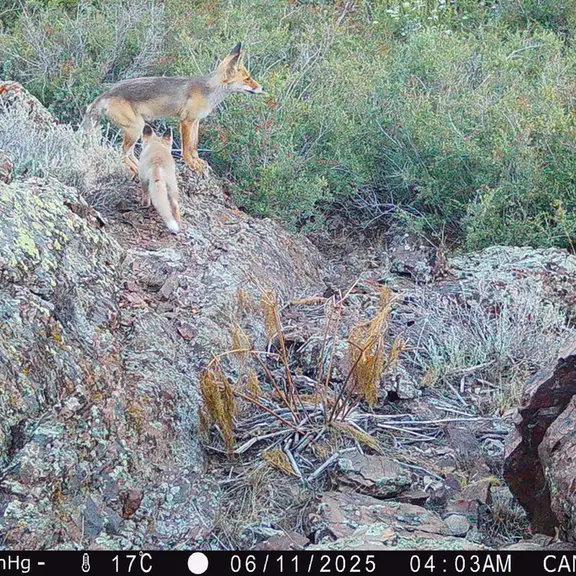 A photograph of Red fox from Zhundy 3 [new] camera trap