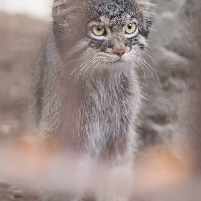 A photograph of Figa in Nogeyama Zoo