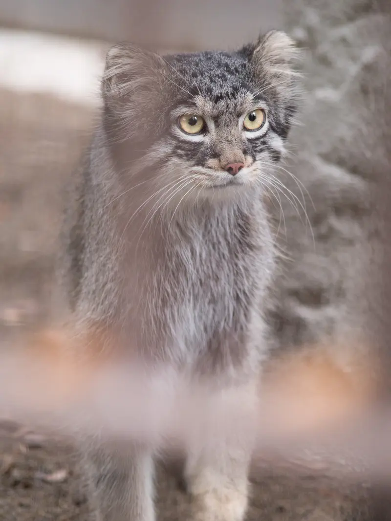A photograph of Figa in Nogeyama Zoo