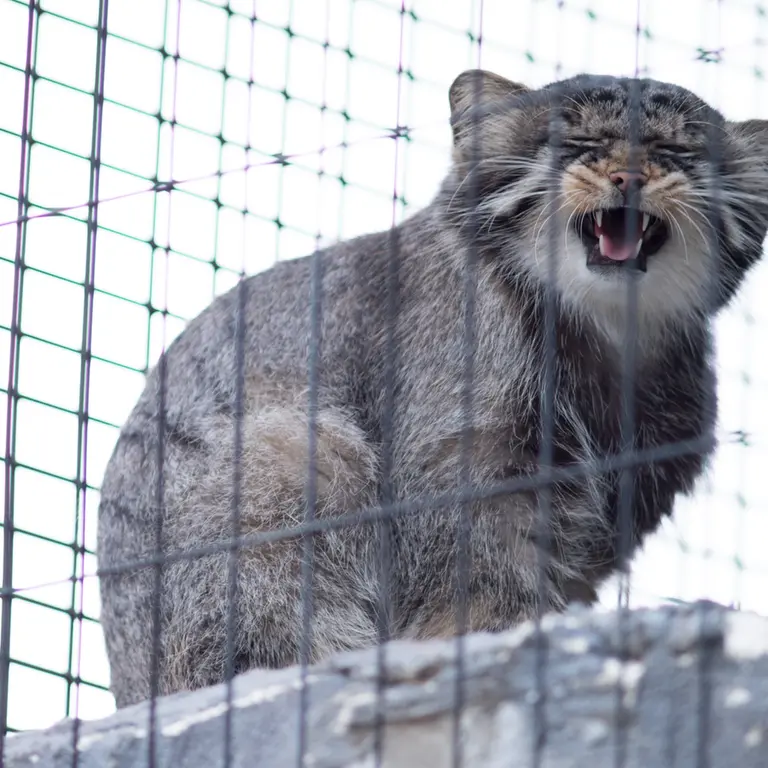 A photograph of Hide in Asahiyama Zoo