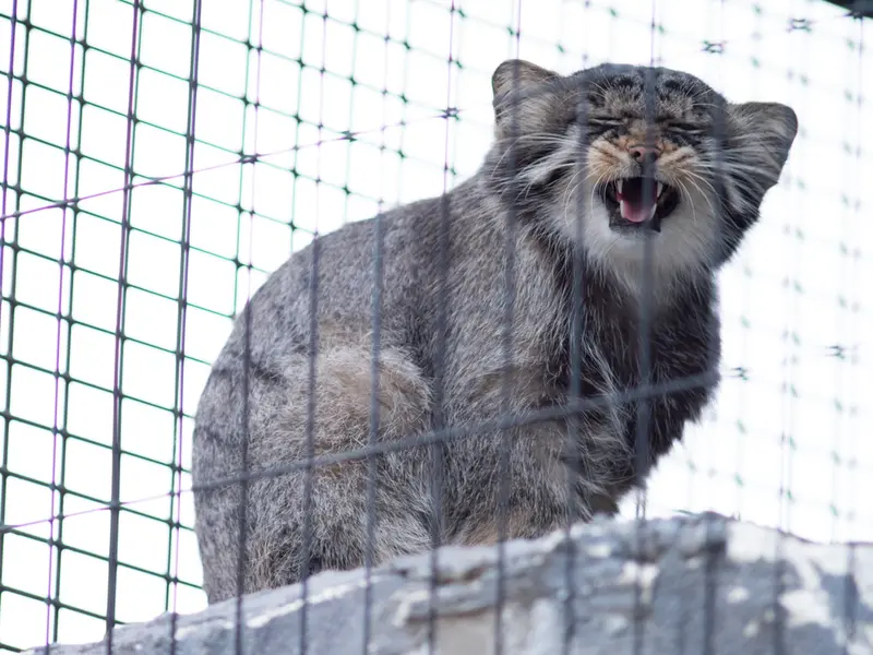 A photograph of Hide in Asahiyama Zoo
