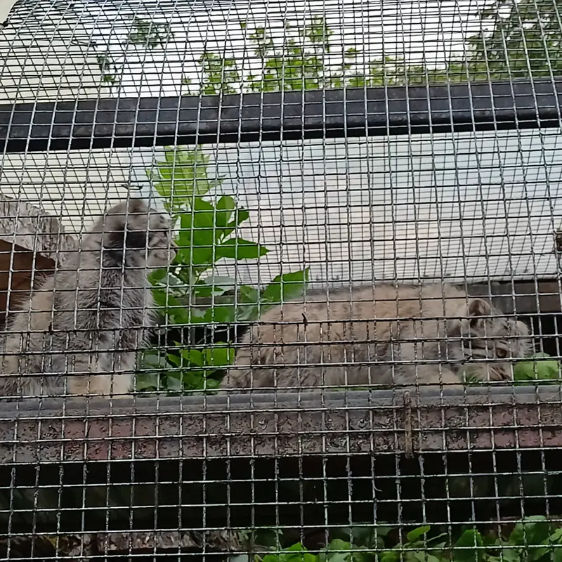 A photograph of a Pallas's cat