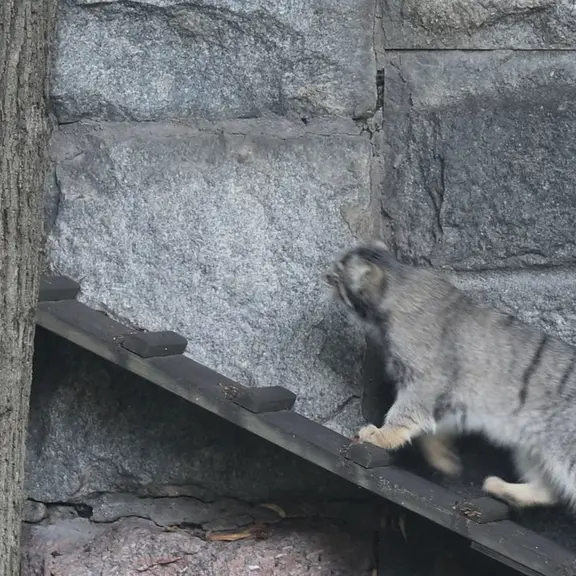 A photograph of a Pallas's cat in Moscow zoo