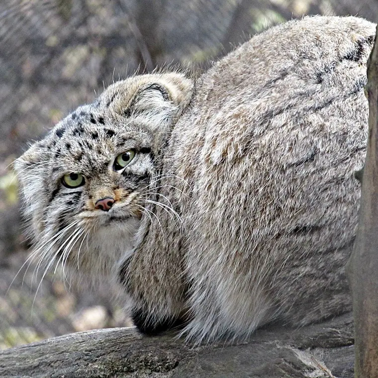 A photograph of a Pallas's cat in Novosibirsk Zoo