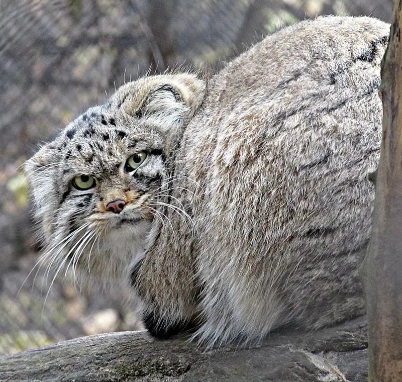 A photograph of a Pallas's cat in Novosibirsk Zoo