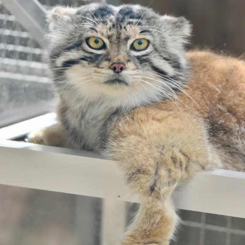 A photograph of Lev in Kobe Animal Kingdom