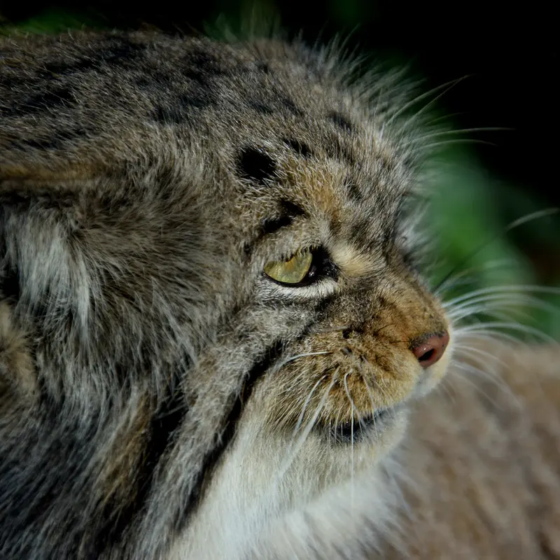 A photograph of Bohus in Budapest Zoo & Botanical Garden
