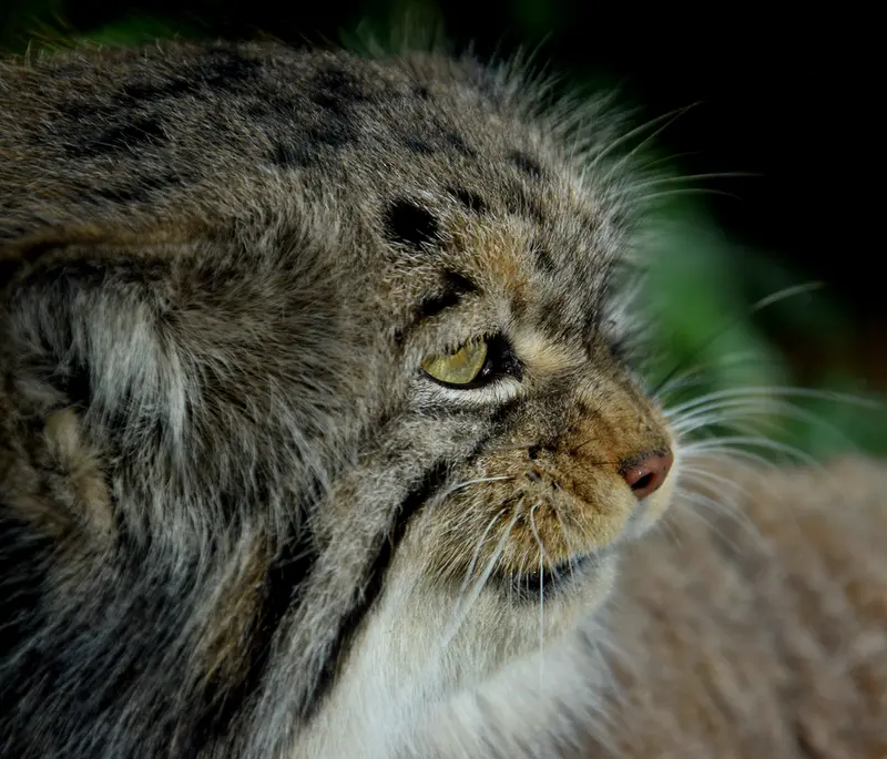 A photograph of Bohus in Budapest Zoo & Botanical Garden