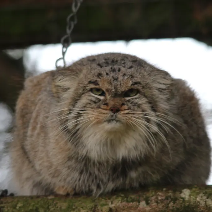 A photograph of Buck in Banham Zoo
