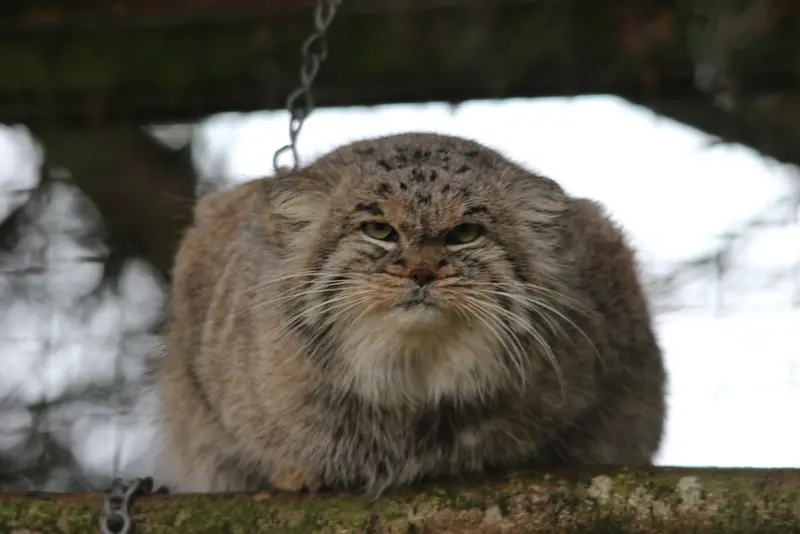 A photograph of Buck in Banham Zoo