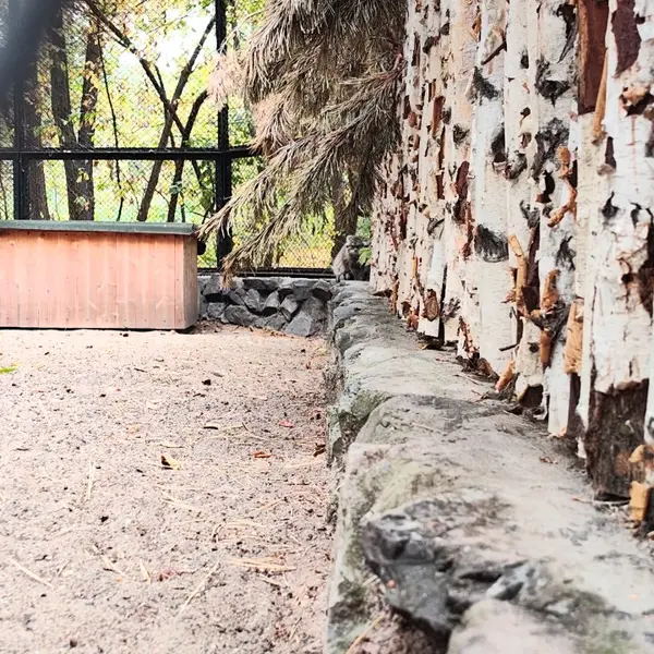 A photograph of a Pallas's cat in Novosibirsk Zoo
