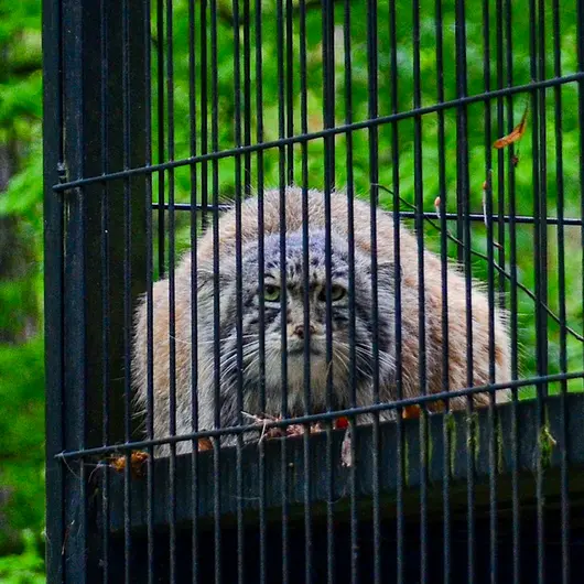 A photograph of Otto in Kraków Zoo