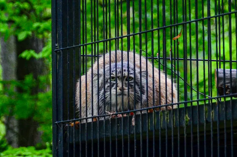 A photograph of Otto in Kraków Zoo