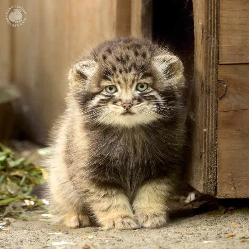 A photograph of Kitten of Snezhana b.2026 Ⅰ in Novosibirsk Zoo