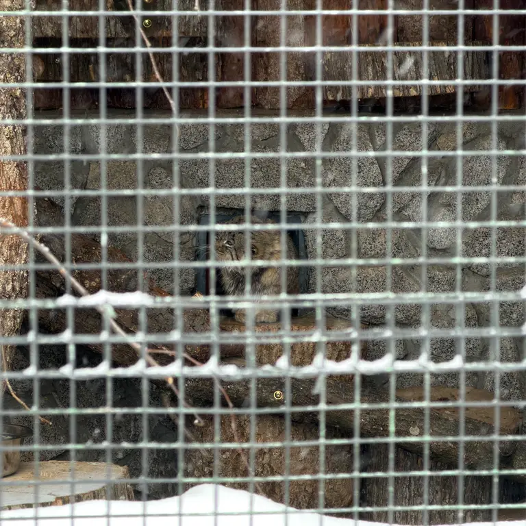 A photograph of Sven in Leningrad zoo