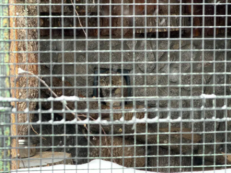 A photograph of Sven in Leningrad zoo