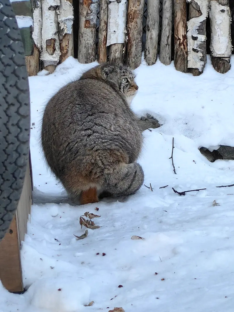 A photograph of Eve in Novosibirsk Zoo