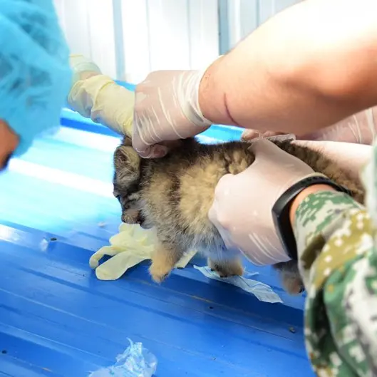 A photograph of Sun Daniang in Qinghai-Tibet Plateau Wildlife Zoo