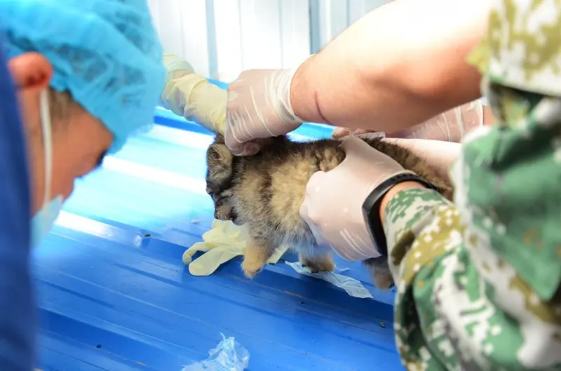 A photograph of Sun Daniang in Qinghai-Tibet Plateau Wildlife Zoo