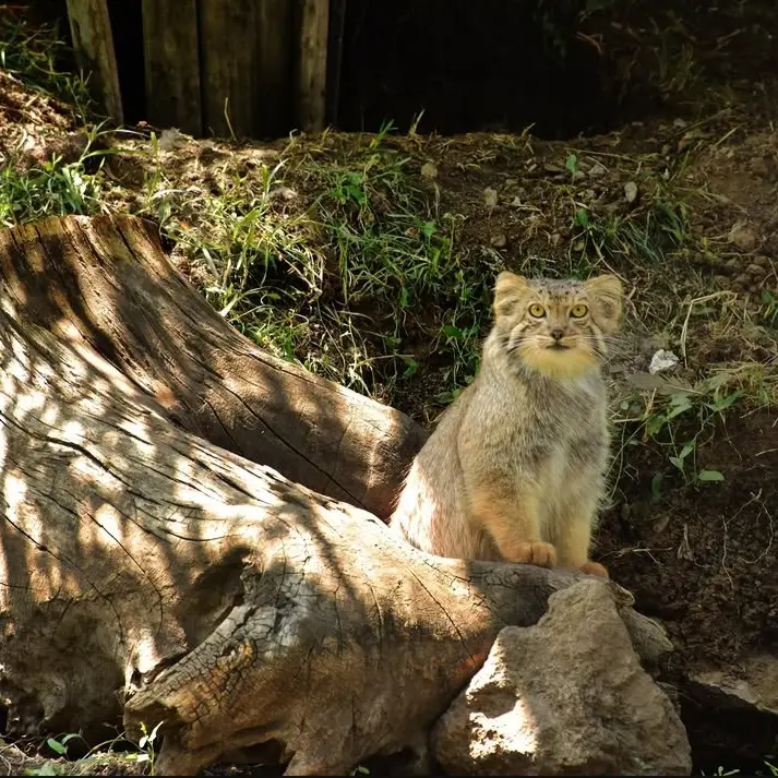 A photograph of Manó in Yerevan Zoo