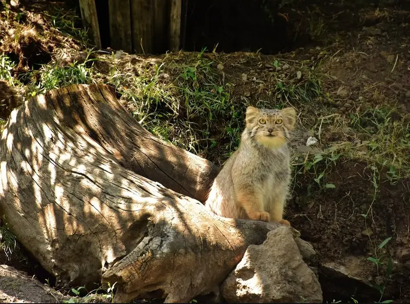 A photograph of Manó in Yerevan Zoo