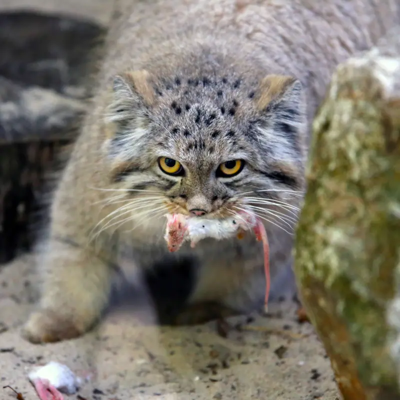 A photograph of Kitten of Alani b.2026 Ⅰ in Košice Zoo