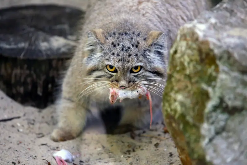 A photograph of Kitten of Alani b.2026 Ⅰ in Košice Zoo