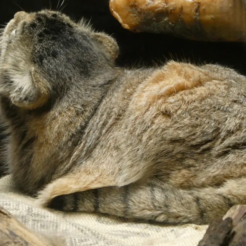A photograph of Primula in Ueno Zoological Gardens