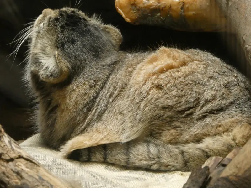 A photograph of Primula in Ueno Zoological Gardens
